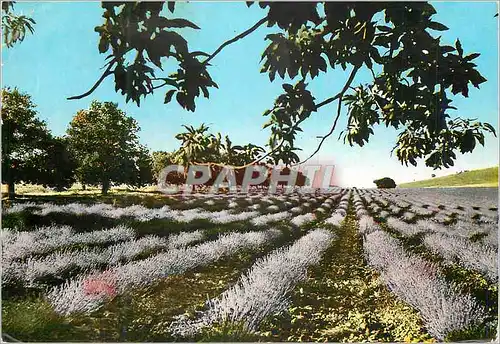 Cartes postales moderne Les Belles Images de Provence Champ de Lavande en Provence