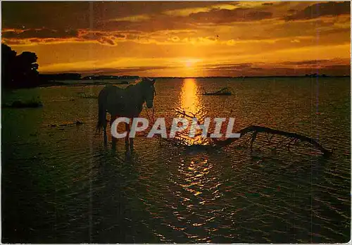 Cartes postales moderne Coucher de Soleil Cheval