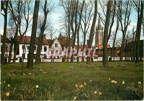 Cartes postales moderne Bruges Beguinage