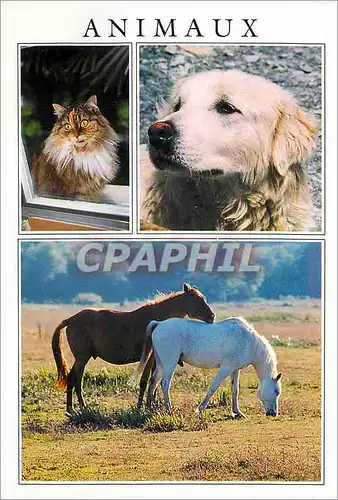 Moderne Karte Animaux Chien Chat Cheval