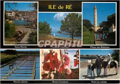 Cartes postales moderne L'Ile de Re Image de la Charente Maritime ses Sites Touristiques Ane Donkey Saint Martin Trousse