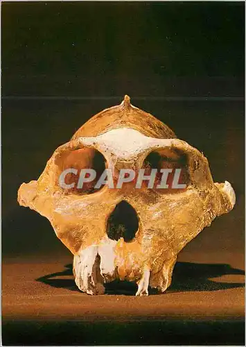 Cartes postales moderne Musee de l'Homme Palais de Chaillot Paris Crane d'Autralopitheque