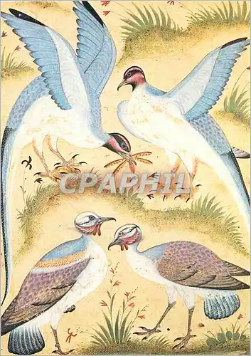 Cartes postales moderne Paris Musee Guimet Quatre Oiseaux Miniature Inde Ecole Moghole XVIIIe siecle Gouache sur Papier