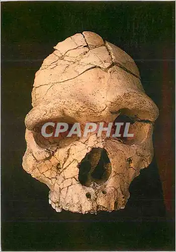 Cartes postales moderne Tautavel (Pyrenees Orientales) Musee de l'Homme Les Premiers Habitants de l'Europe La Caune de l