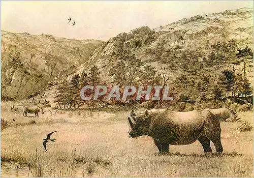 Moderne Karte Tautavel (Pyrenees Orientales) Musee de l'Homme Les Premiers Habitants de l'Europe La Caune de l