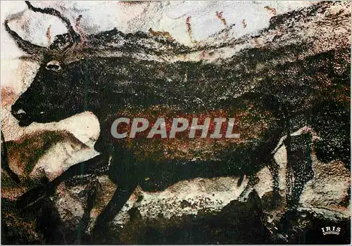 Cartes postales moderne Le Perigord Phehistorique Grotte de Lascaux Art Prehistorique Paroi Gauche du Diverticule axial