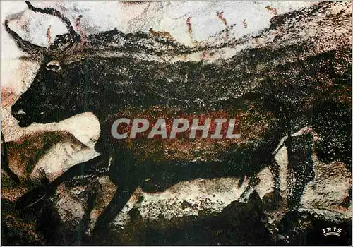 Moderne Karte Le Perigord Phehistorique Grotte de Lascaux Art Prehistorique Paroi Gauche du Diverticule axial