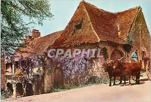 Cartes postales moderne En Perigord B�ufs Attelage