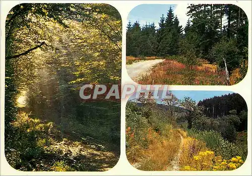 Cartes postales moderne Promenade en Foret