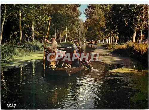 Cartes postales moderne Marais Poitevin Venise Verte Cathedrale de Verdure Entre Coulon et la Garette Transport d'animau