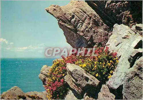 Cartes postales moderne Bretagne Terre du Passe Les Ajoncs Eclatants Parure de Granit