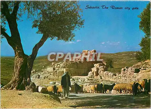 Moderne Karte Sebastia Porte de la Cite Romaine Berger Moutons