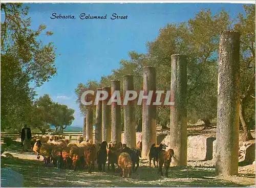 Cartes postales moderne Sebastia Rue des Colonnes (Romain) 2eme Siecle