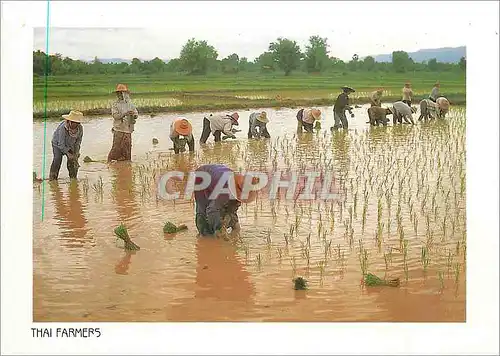 Cartes postales moderne Thai Farmers Farmering is Plantation rice in Soil Agriculture is the main Occupation