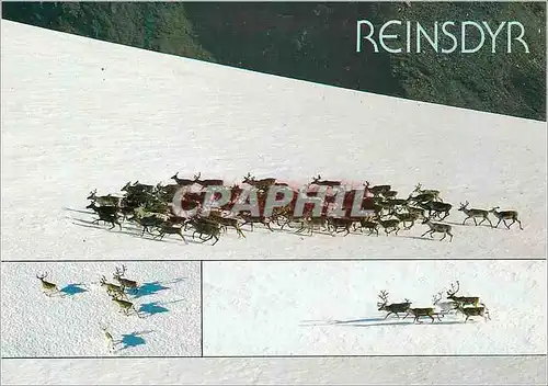 Cartes postales moderne Reinsdyr