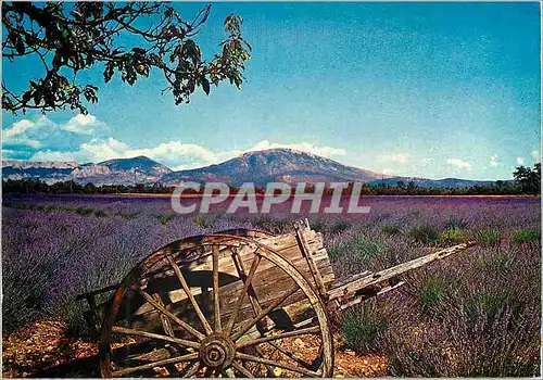 Cartes postales moderne Sous le beau Ciel de Provence Champ de Lavande