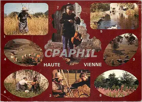 Cartes postales moderne Haute Vienne Les Moissons a la Faucille La Halte durant les foins Moutons au Paturage