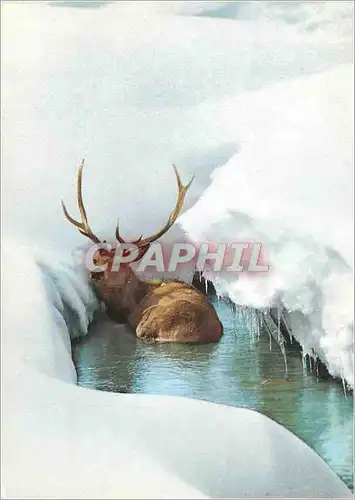 Cartes postales moderne Cervus Elaphus Cerf