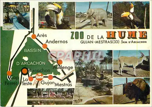 Cartes postales moderne Gujan Mestras Zoo de la Hume 5km d'Arcachon Elephant Bison