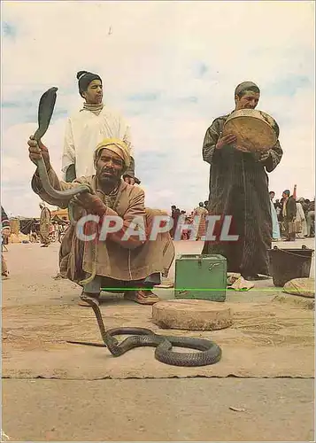 Cartes postales moderne Marrakech Charmeurs de Serpents