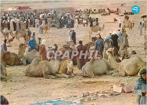 Cartes postales moderne Maroc Typique Souk des Chameaux