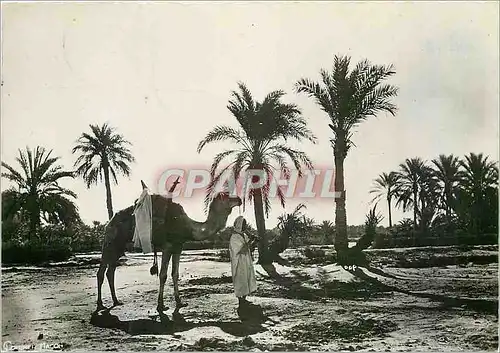 Cartes postales moderne Types du Sud Colletion Artistique (L'Afrique) Haltz dans la Palmeraie