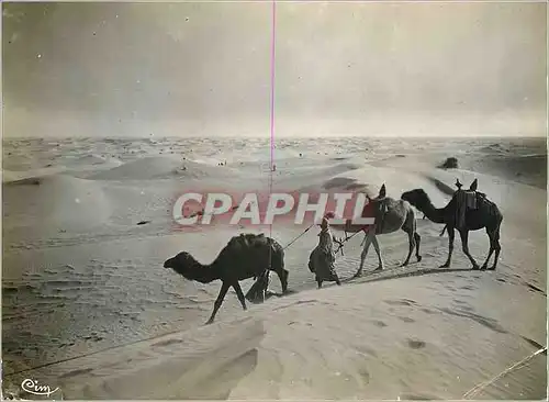 Cartes postales moderne Colletion Artistique (L'Afrique) Dans le Grand Desert