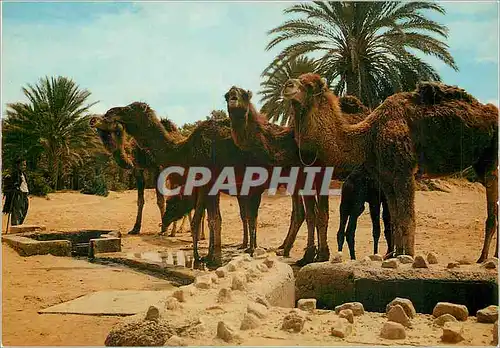 Cartes postales moderne Sud Marocain Sahara Chameaux a l'Abreuvoir