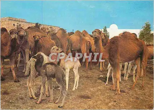 Moderne Karte Sud Tunisien Troupeau de Chameaux