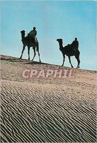 Cartes postales moderne Nefta Deux sur la Dune