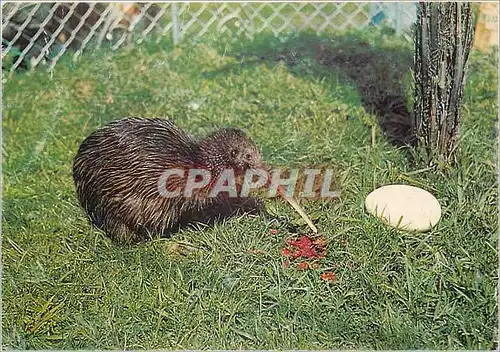 Cartes postales moderne Kiwi a Flightless Nocturnal Bird N Z's National Emblem