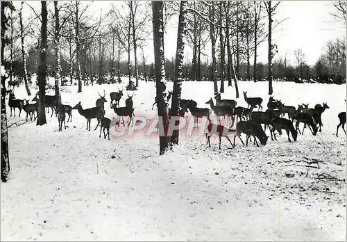 Moderne Karte Chasse du Bois de Nassogne