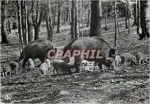 Cartes postales moderne Nassogne Parc a Giber Sangliers et Marcassins Le Parc des Riches et Cerfs est accessible au Publ