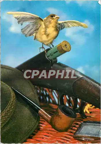 Cartes postales moderne Poussin Oiseau Fusil Chasse