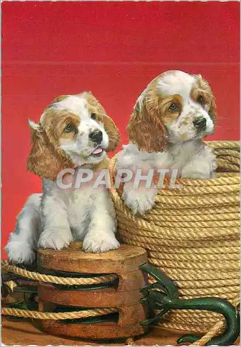 Cartes postales moderne Chien Epagneul