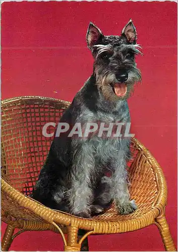 Cartes postales moderne Chien