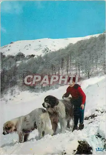 Cartes postales moderne Les Pyrenees les Chiens de l'Hospice de France pres de Luchon