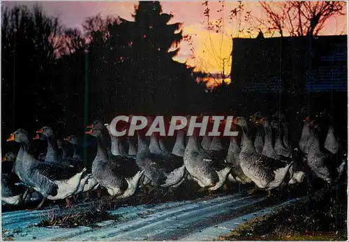Cartes postales moderne En Perigord l'Elevage des Oies