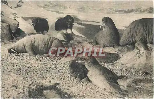 Cartes postales Musee du Duc d'Orleans Diorama des Regions Arctiques Phoques Morses et Boeufs Musques