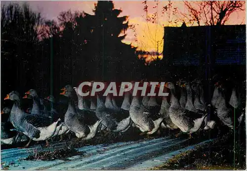 Cartes postales moderne En Perigord l'Elevage des Oies
