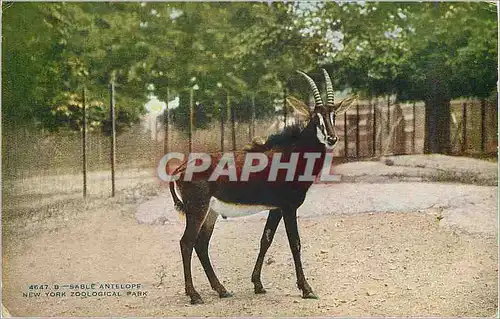 Ansichtskarte AK New York Zoological Park Sable Antelope