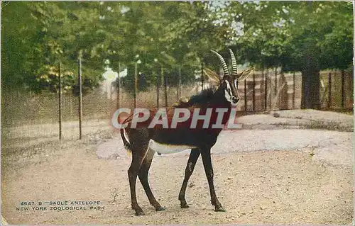 Cartes postales New York Zoological Park Sable Antelope