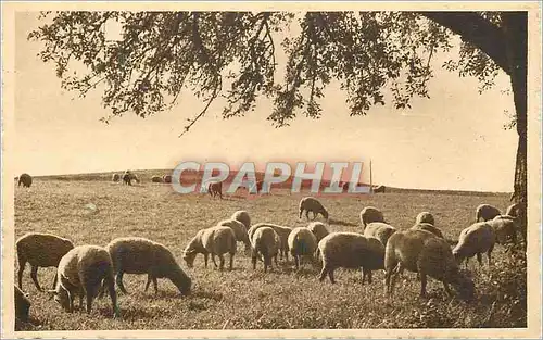 Cartes postales Tableaux Champetres Moutons
