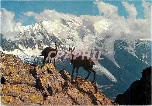 Cartes postales moderne Chamois des Alpes