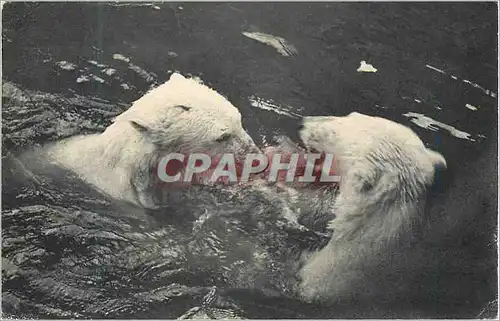 Cartes postales Paris Museum National d'Histoire Naturelle Parc Zoologique du Bois de Vincennes Ours Blanc