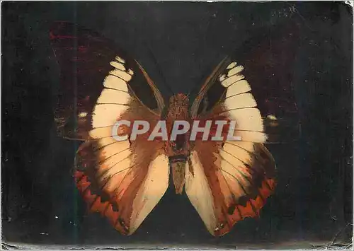 Moderne Karte Papillon Publicite Defebryl