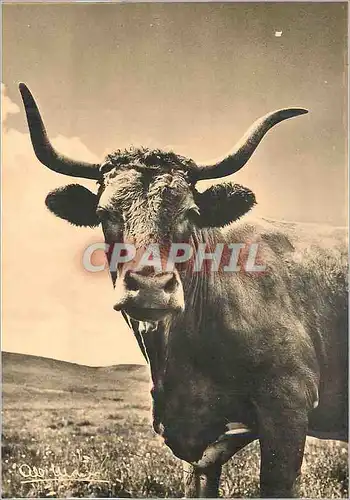 Cartes postales moderne En Auvergne Vache de Salers