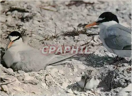 Cartes postales moderne Dwergsterntjes