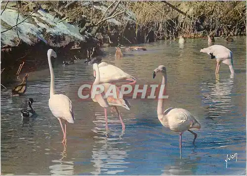 Moderne Karte Flamants Roses en Camargue Couleurs et Lumiere de France