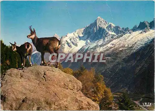 Moderne Karte Les Chamois Vivants face a l'Aiguille du Midi (3842m)